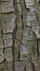 Details of the bark of malus zumi