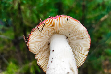Mushroom Russula lamellar hymenophore in the forest close-up.