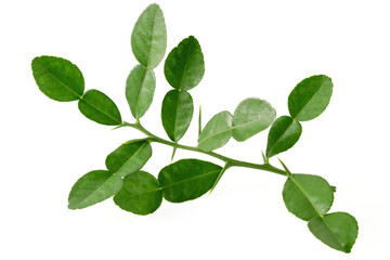Fototapeta na wymiar Bergamot kaffir lime leaves herb fresh ingredient isolated on white background.Green citrus thai lime ingredient for cooking