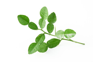 Bergamot kaffir lime leaves herb fresh ingredient isolated on white background.Green citrus thai lime ingredient for cooking