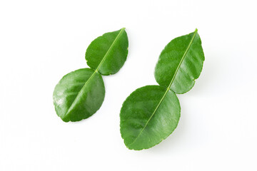Bergamot kaffir lime leaves herb fresh ingredient isolated on white background.Green citrus thai lime ingredient for cooking