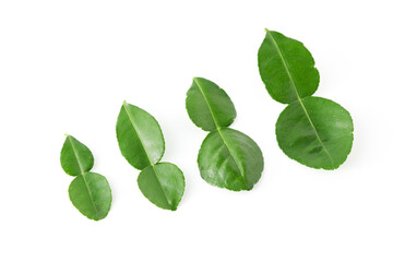Naklejka na ściany i meble Bergamot kaffir lime leaves herb fresh ingredient isolated on white background.Green citrus thai lime ingredient for cooking