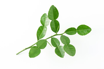 Bergamot kaffir lime leaves herb fresh ingredient isolated on white background.Green citrus thai lime ingredient for cooking