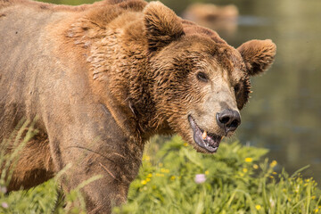 The brown bear is a large bear species found across Eurasia and North America.
