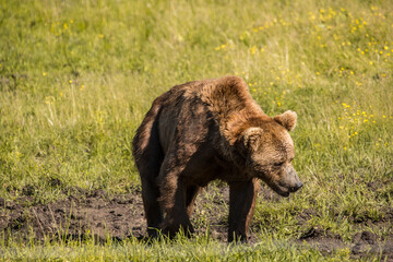 The brown bear is a large bear species found across Eurasia and North America.
