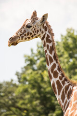 The giraffe is a tall African hoofed mammal belonging to the genus Giraffa. It is the tallest living terrestrial animal and the largest ruminant on Earth.