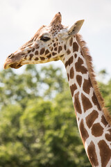 The giraffe is a tall African hoofed mammal belonging to the genus Giraffa. It is the tallest living terrestrial animal and the largest ruminant on Earth.