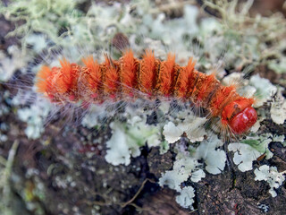 Macro photography of an orange caterpillar walking on a lichen and moss covered trunk in an oak forest near the town of Arcabuco in central Colombia.