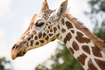 The giraffe is a tall African hoofed mammal belonging to the genus Giraffa. It is the tallest living terrestrial animal and the largest ruminant on Earth.