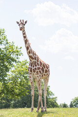 The giraffe is a tall African hoofed mammal belonging to the genus Giraffa. It is the tallest living terrestrial animal and the largest ruminant on Earth.