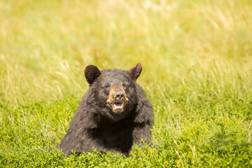 Fototapeta premium The American black bear, also known as the black bear , is a medium-sized bear endemic to North America. 