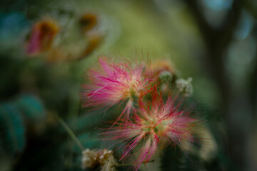 Closeup of bright pink tree blossoms with detailed gold tips against a lush dark green bokeh background.