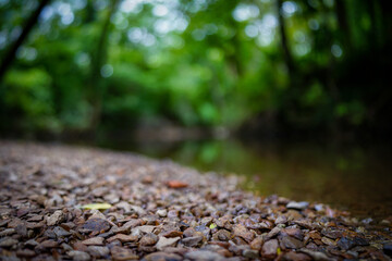 Serene riverbank in summertime. Lush green background in bokeh with pebbles sharp in focus.