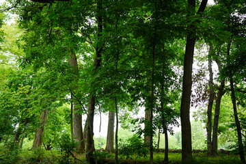Fototapeta na wymiar Landscape of forest in summertime. Background is bright behind the lush green trees.