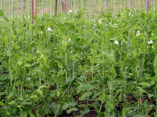 Close-up view of a crop field with plants of pea hanging from cords, some of them already blooming, captured in a farm near the town of Arcabuco, in central Colombia.