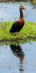 Whistling Duck in Anahuac National Wildlife Refuge, Texas