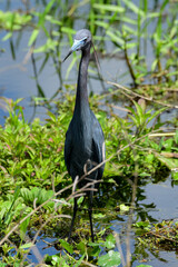 Little Blue Heron at Brazos Bend State Park, Texas