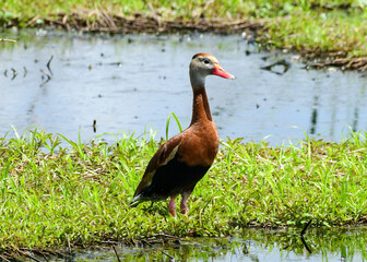 Whistling Duck in Anahuac National Wildlife Refuge, Texas