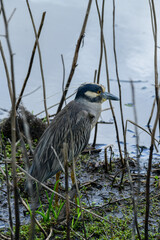Yellow-Crowned Night Heron in Brazos Bend State Park, Texas