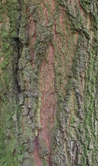 Details of the bark of quercus nigra