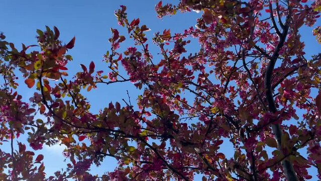 pink flowers on a blue sky - Stock video
