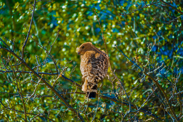 Red Shoulder Hawk On Branch