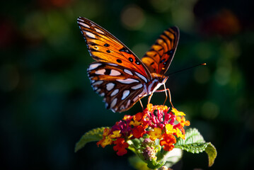 Fototapeta na wymiar Orange Butterfly on flower