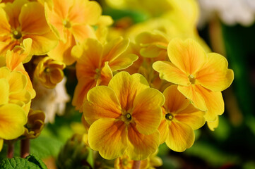 Fototapeta premium yellow and orange flower