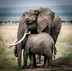 Fototapeta na wymiar elephant and take care of baby elephant, Kenya