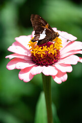 Pink flower with little moth butterfly