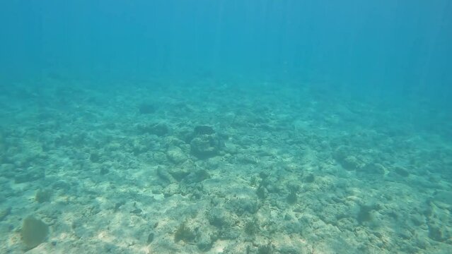 Panning the ocean floor in Cayman Islands.