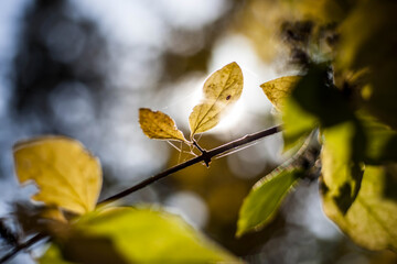 Colorful leaves in october. Colorful leaves in autumn.