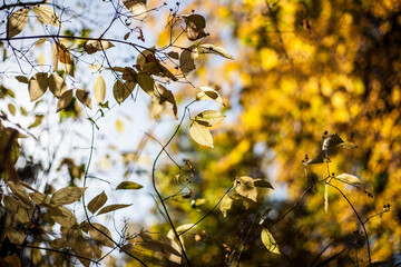 Colorful leaves in october. Colorful leaves in autumn.