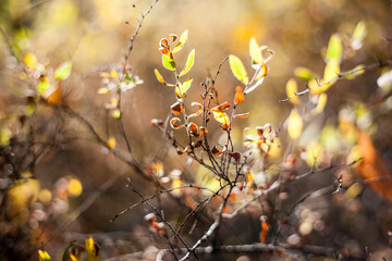 Colorful leaves in october. Colorful leaves in autumn.