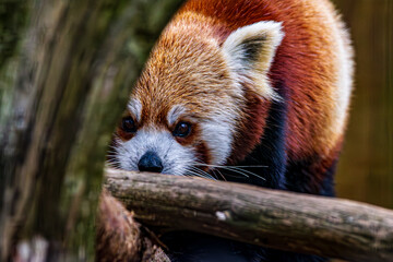 red panda in zoo