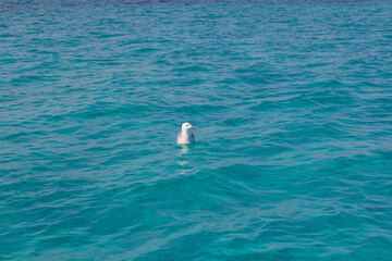 A seagull floating above the blue waters of Formentera