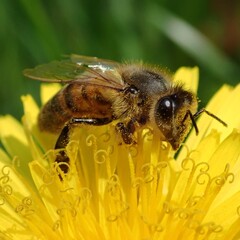 Honey bee on yellow dandelion flower