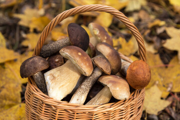 Edible different wild mushrooms porcini boletus in wicker basket in autumn leaves close up, macro