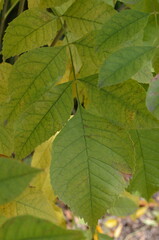 leaf on the background
