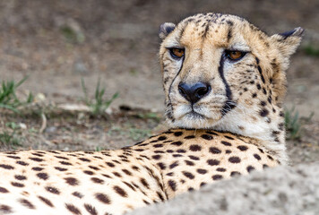Portrait of a cheetah 