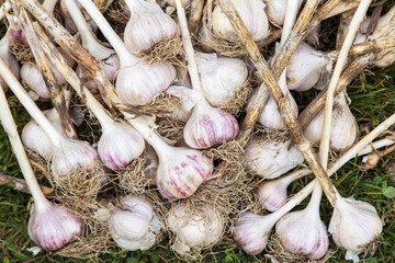 Garlic. Bunch of fresh raw dirty organic garlic harvest with roots and tops on grass in garden
