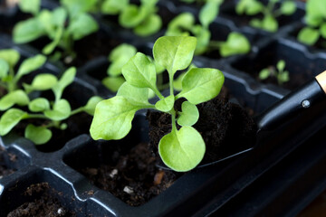 Petunia flower on a miniature shovel against the background of petunia seedlings and a plastic black tray with soil. Sprout transplant, seedlings picking, spring home gardening.
