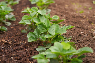 Garden strawberry bushes on the farmer's bed. Fragment.
