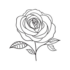 Rose flower in line art drawing on white background. 