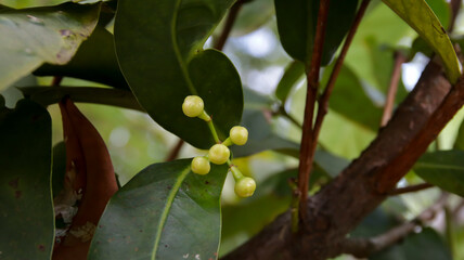 Green wax apple or water Apple or Syzygium javanicum young stage fruits.