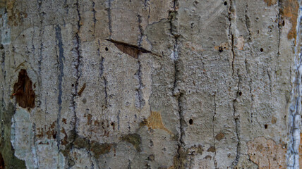 Outer skin of the tree wood texture pattern and background.