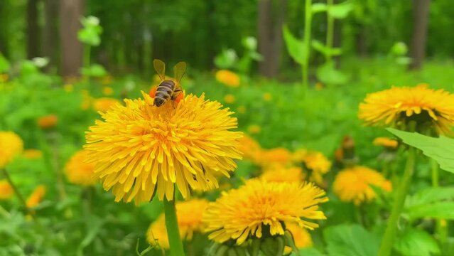 Bee on a dandalion in the forest