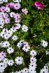 White, pink, and purple flowers