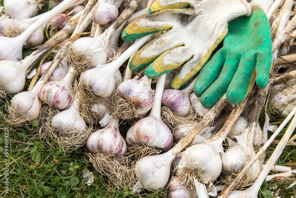 Poster harvesting garlic in the garden. bunch of freshly harvested garlic with gloves, organic farming conc