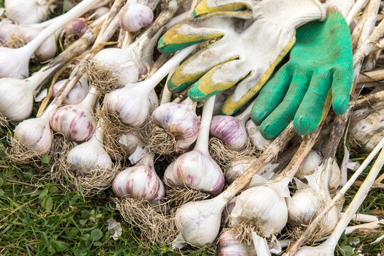 Harvesting garlic in the garden. Bunch of freshly harvested garlic with gloves, organic farming concept